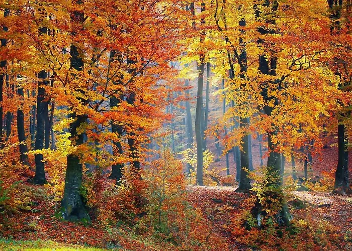 Die Drei Haselnuesse